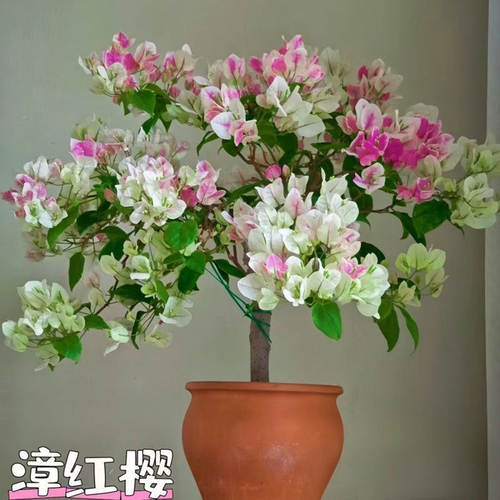 网红爆款】四季爆花多惊艳多色三角梅老桩盆栽净化空气正宗庭院