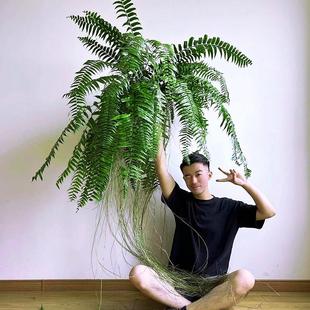 霸王蕨长叶肾蕨大型网红蕨类室内垂吊植物北欧风客厅观叶绿植盆栽