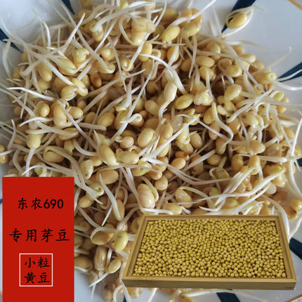 发豆芽专用黄豆5斤黄芽豆东农690黄豆极小粒芽豆非转基因谷子先生