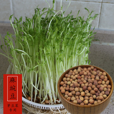 麻豌豆2斤芽苗菜种子甘肃非青