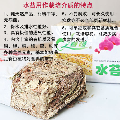 食虫植物兰花苔藓干水苔艺术秀