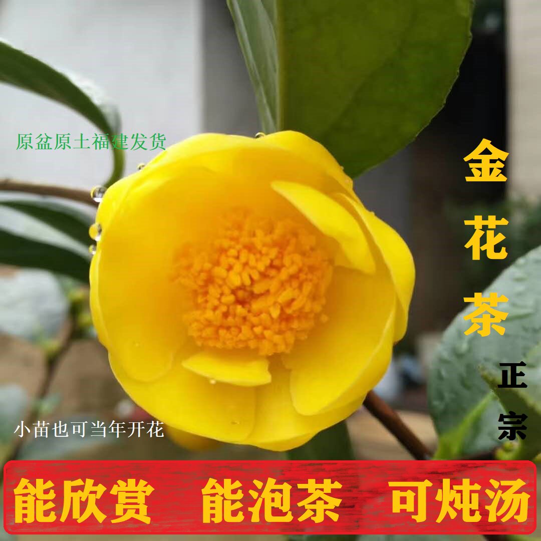 绿植树苗名贵可食用庭院金花茶