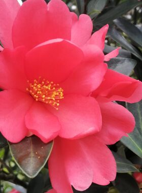 四季阳台盆栽庭院杜鹃山茶花
