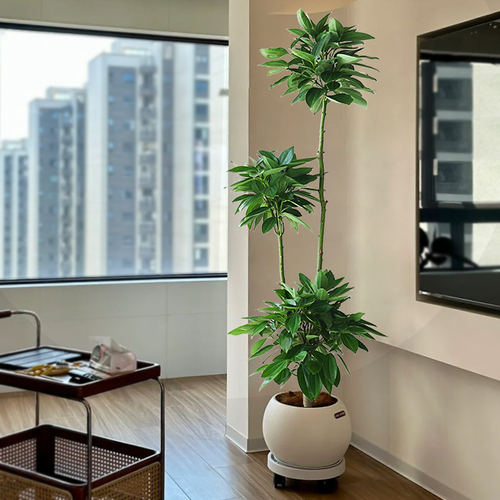 平安树客厅盆栽大 绿植多层造型网红北欧大棵幸福树室内大型植物