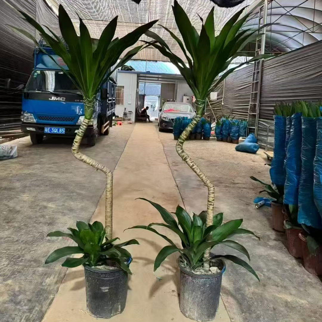荷花铁盆栽客厅绿植落地龙