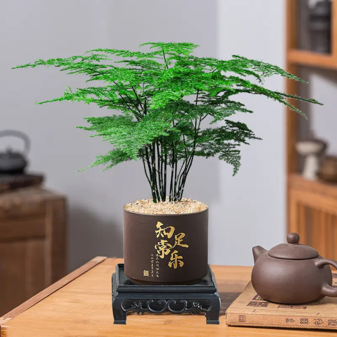 文竹盆栽植物室内客厅绿植