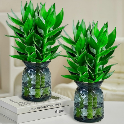 水培观音竹室内净化空气四季常绿