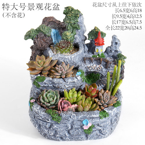 空中植物价格 空中植物图片 星期三