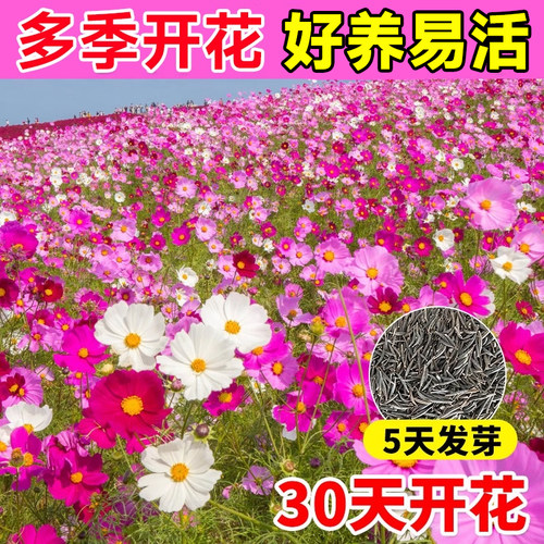 七彩格桑花波斯菊花种子子四季播种开花易活室外庭院野花组合花海