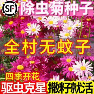 播种开花种孑 除虫菊花种子小雏菊室内花种籽子驱蚊植物多年生四季