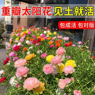 播种花种籽子室内阳台易活花籽一年四季 都开花 重瓣太阳花种孑四季