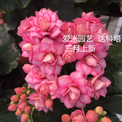 爱米园艺长寿花进口重瓣盆v栽绿植花卉花复色玛格丽特-达科塔