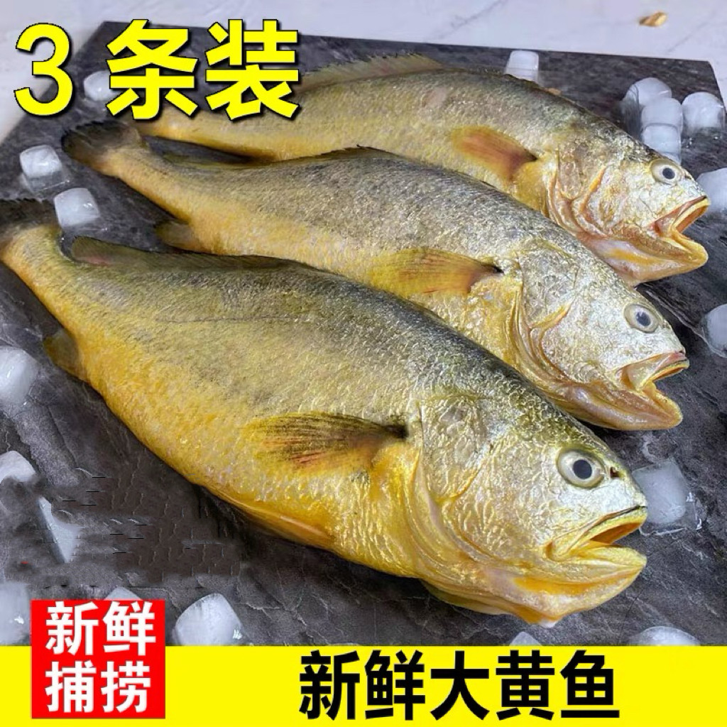鲜冻黄花鱼又大又新鲜鲜顺丰包邮
