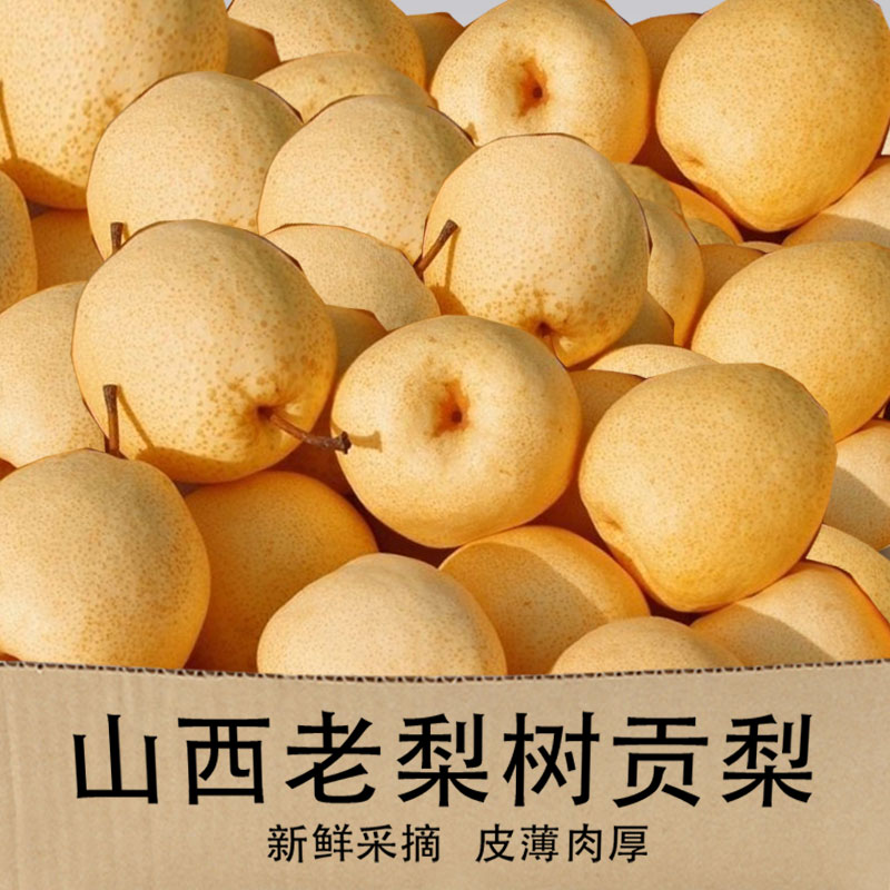 山西贡梨优质果冰糖蜜梨10斤