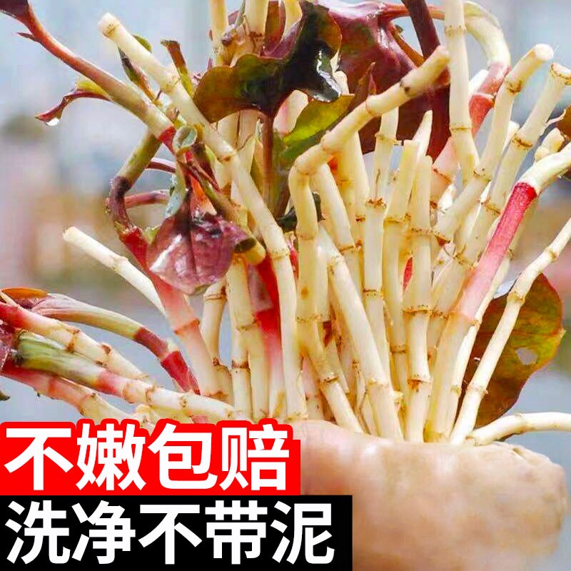 折耳根新鲜鱼腥草现挖现发凉拌猪鼻孔折耳根嫩根当季新鲜蔬菜