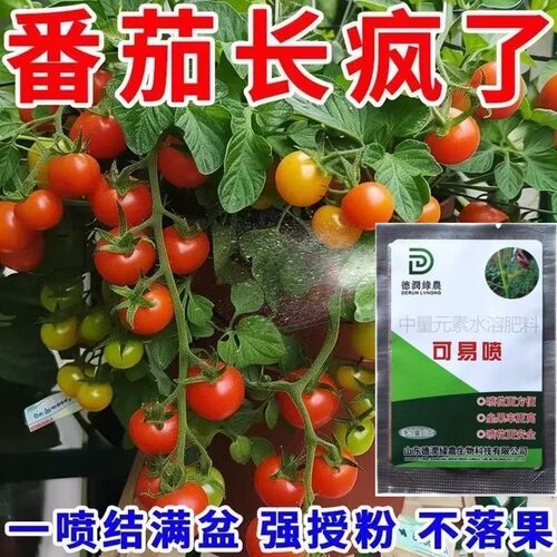 番茄喷花坐果花药授粉提高坐果率