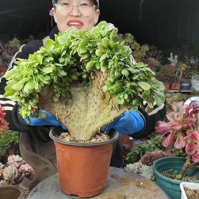 绿杨绒缀化17105