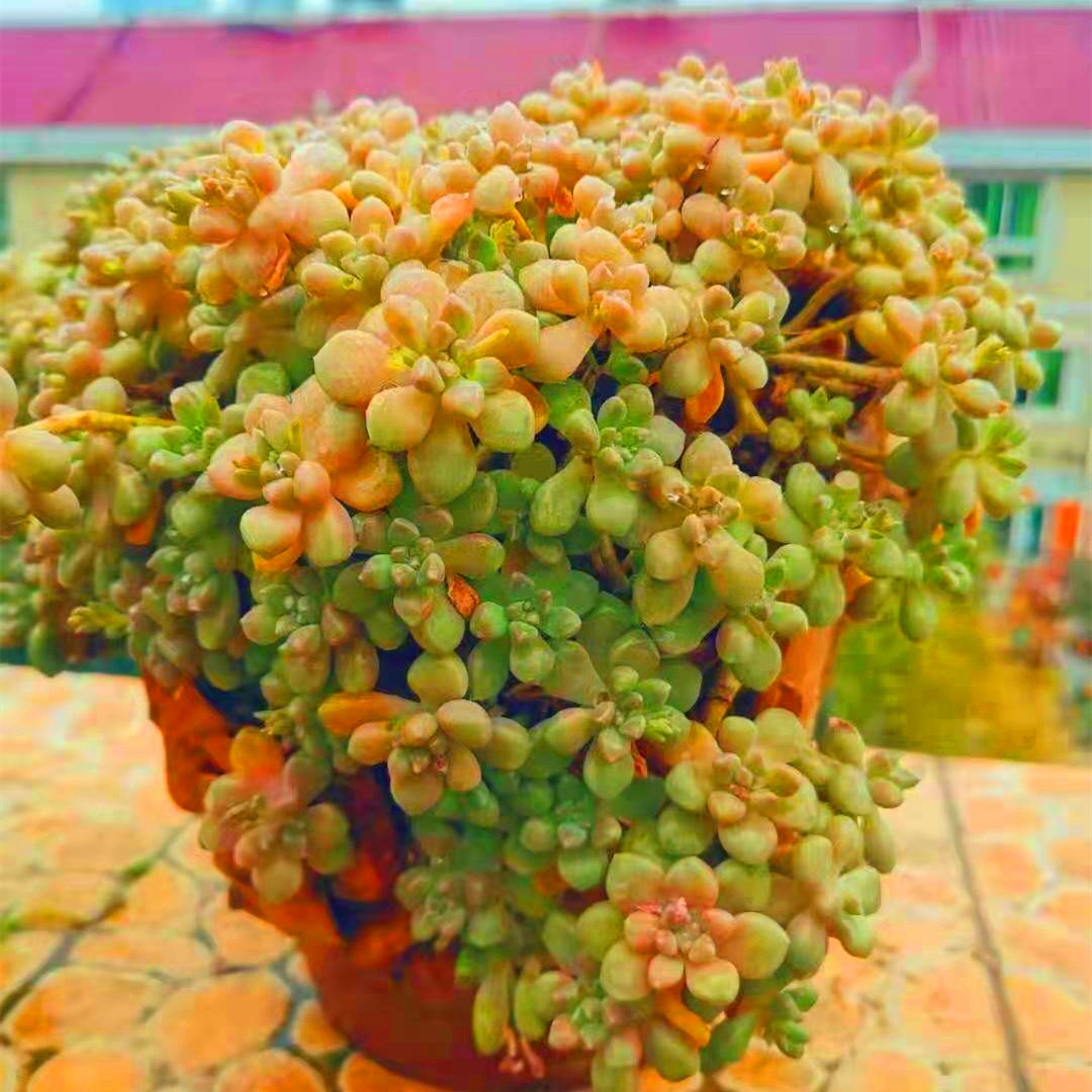 花语轩I直播间 22号链接 一物一拍 精品多肉法师老桩绿植盆栽花卉