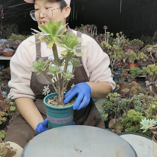 大叶绿玫瑰锦阴阳双色老桩74两单包邮两天拼单脱土发货