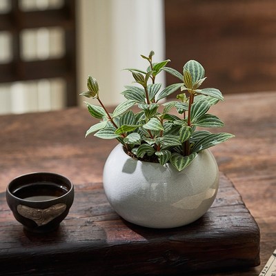 轮叶豆瓣绿盆栽桌面小绿植室内耐阴垂吊J花卉微型摆件四季常青好