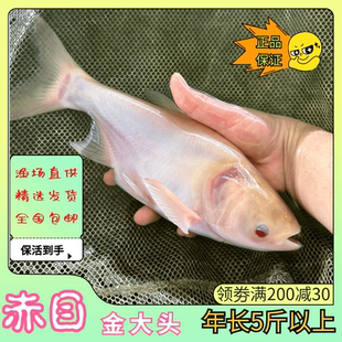 红眼金大头黄化花鲢金丝鳙鱼淡水冷水胖头鱼水质清道夫 顺丰包邮