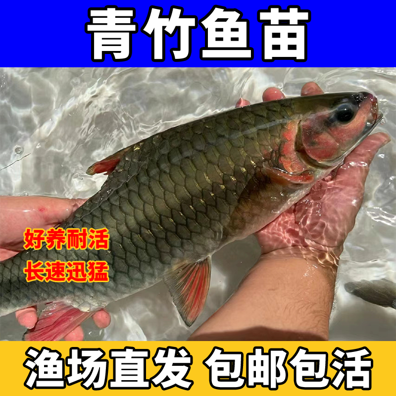 青竹鲤鱼淡水鱼苗原生优质可观赏食用活体淡水养殖包活包损风水鱼