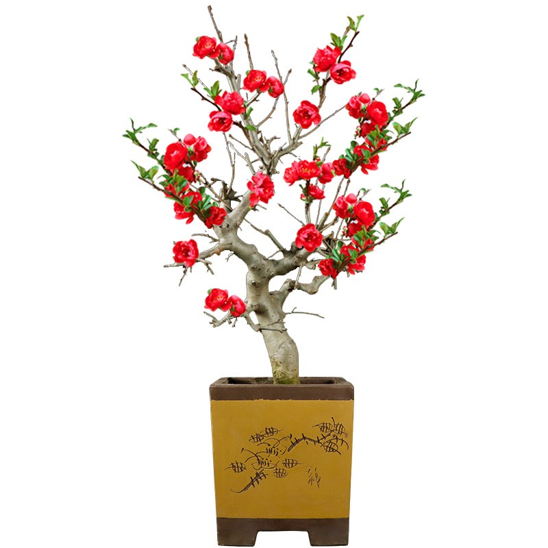 四季海棠树苗大花重瓣庭院阳台花卉盆栽西府长寿冠海棠花盆景