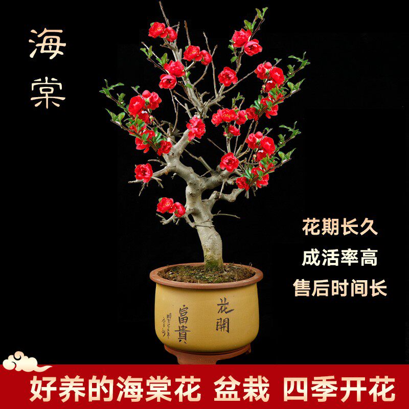四季海棠树苗大花重瓣庭院阳台花卉盆栽西府长寿冠海棠花盆景