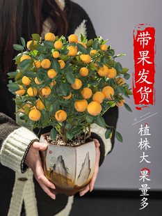 金桔树盆栽室内阳台庭院清新四季金橘花卉绿植小橘子盆景带果可食