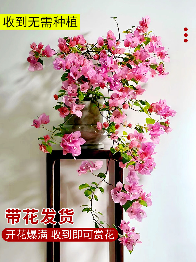九语三角梅盆栽爬藤植物