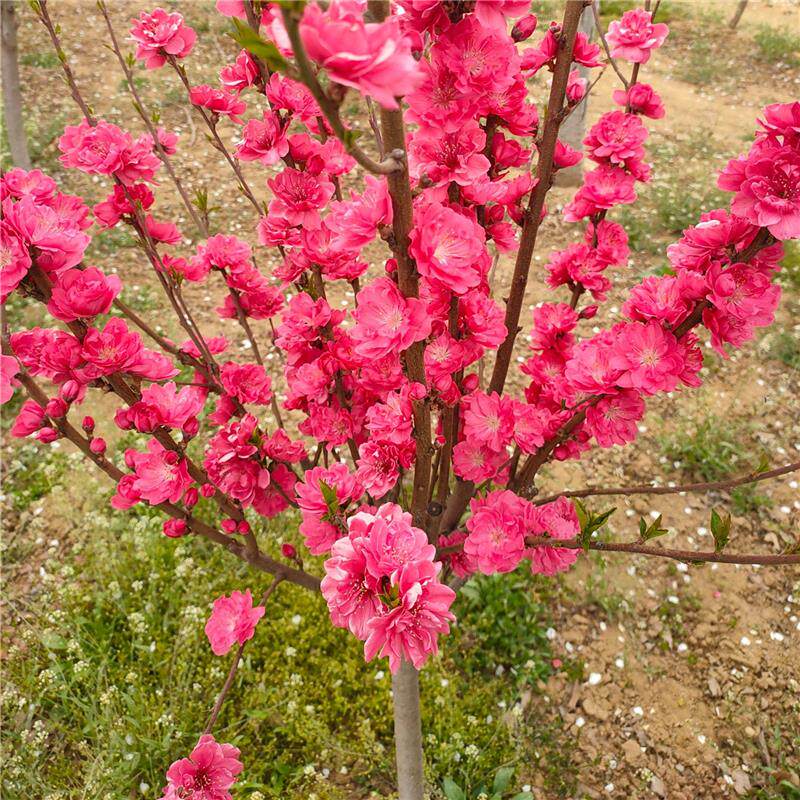 紫叶碧桃树苗桃树小苗庭院彩叶大型耐寒绿化风景树红花碧桃树活苗