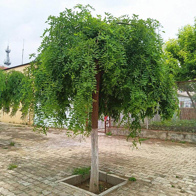 龙爪槐树苗造型树庭院行道大型耐寒遮阳绿化风景树嫁接黄金垂槐树