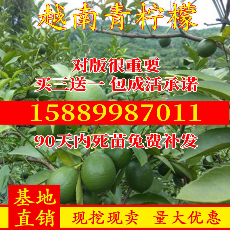 青柠檬树苗 越南青柠檬苗 嫁接柠檬树苗 北京青柠檬苗 地栽苗包邮