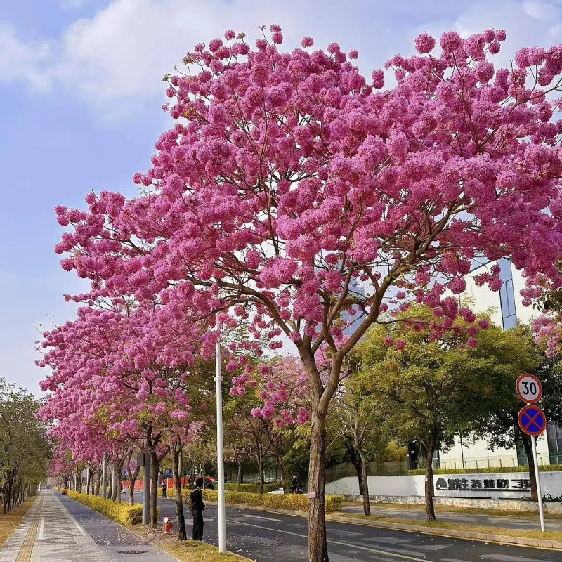 【花镜涧】黄花风铃木紫花风铃木门前种植校园行道树庭院树苗