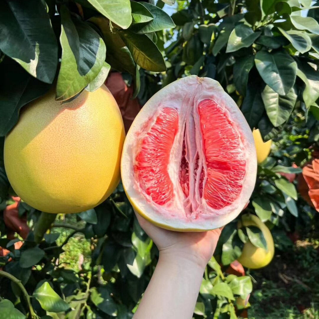 柚子树苗红心柚正宗嫁接三红柚蜜柚树苗泰国红宝石柚子苗当年结果