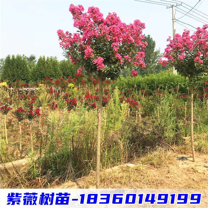 高杆紫薇树苗红花盆栽别墅庭院行道大型耐寒绿化风景树丛生紫薇花