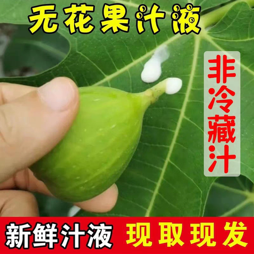 无花果白汁纯浆现取现发 树茎叶汁液 疙瘩鸡眼猴子扁平10ml装包邮