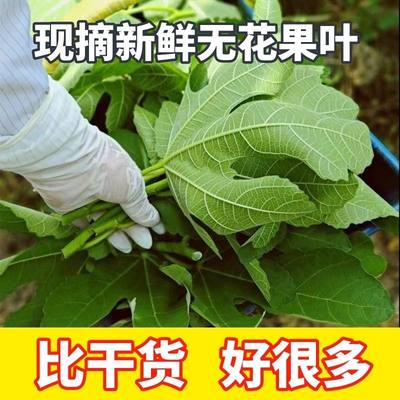 新鲜无花果叶全年现货现摘无花果树叶子枝茎鲜叶非干zhi疮1斤包邮