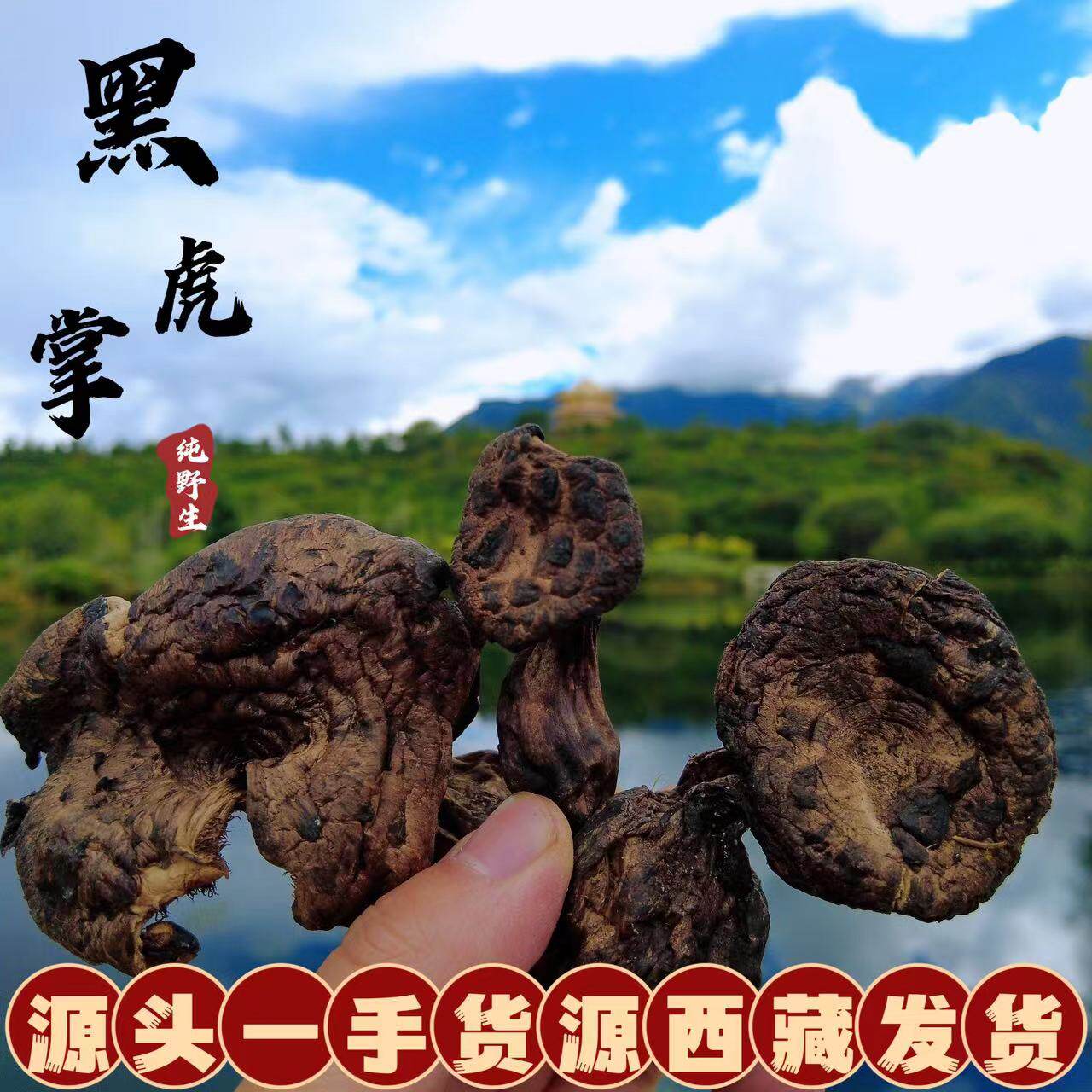 西藏直发野生美味虎掌菌昌都高海拔野生獐子菌黑虎掌菌干货整朵晒