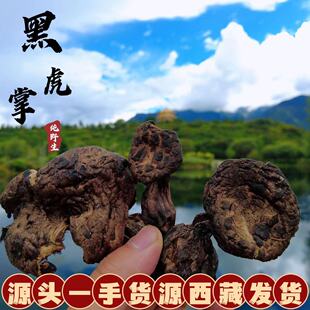 西藏直发野生美味虎掌菌昌都高海拔野生獐子菌黑虎掌菌干货整朵晒