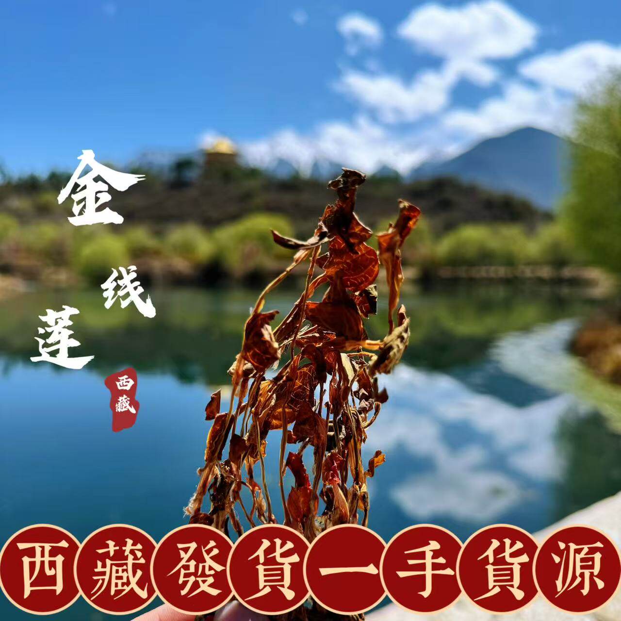 西藏直发高海拔金线莲新鲜干品正品散装干货新货金钱莲整株茶药用