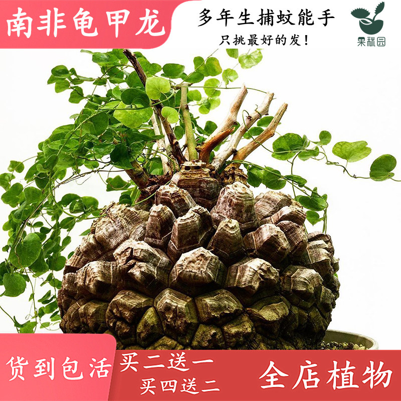 【南非龟甲龙】进口块根多肉植物 喜阴办公室带盆种好 可一物实拍,鲜花速递/花卉仿真/绿植园艺,多肉植物,淘宝优惠券,粉丝福利购,淘宝优惠卷