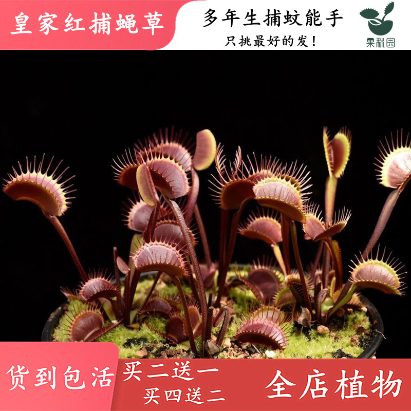 皇家红捕蝇草【红色食虫植物食虫草驱蚊捕蚊捕虫抓蚊小绿植盆栽】