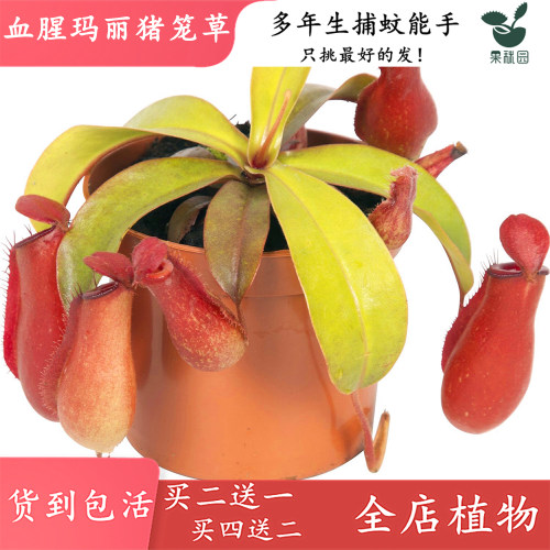 红宝石室内春季买二送一食虫草