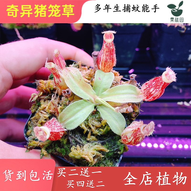奇异猪笼草多种个体全红全绿花叶