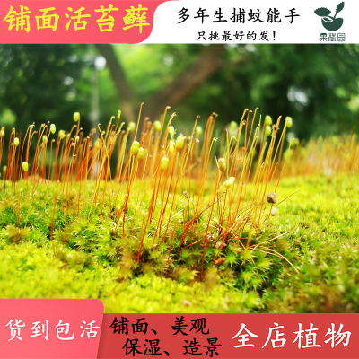 苔藓食虫植物铺面美观绿化