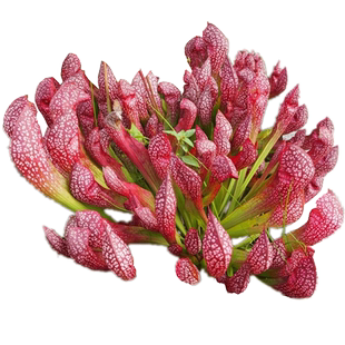 猩红瓶子草【食虫草包邮绿植花卉盆栽造景观阳台花园食虫植物】