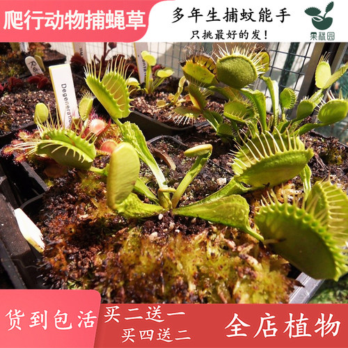 爬行动物捕蝇草 高端品种食虫植物食虫草捕蚊草个体变异特征怪异 - 封面