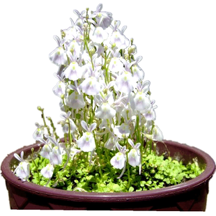 小白兔狸藻【水陆缸喜水生造景观喜阴食虫植物捕虫草根部吃虫草】