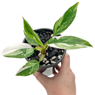 白公主蔓绿绒 锦化绿植稀有植物带盆栽好美观海芋白化蔓绿绒办公